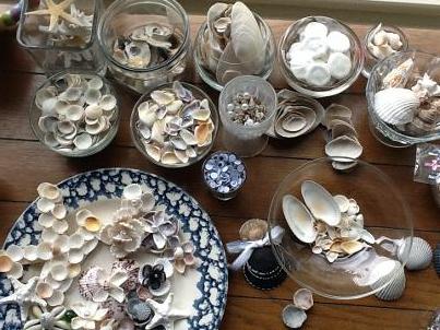 seashells